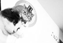 Das erste Katzencafé „Mr. Cat“ in Kasachstan