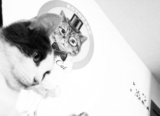 Das erste Katzencafé „Mr. Cat“ in Kasachstan