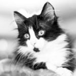 &bdquo;Mr. Cat&ldquo;