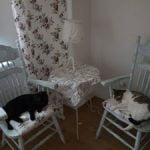 &bdquo;Mr. Cat&ldquo;