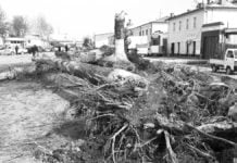 Tag des Waldes ohne Platanen