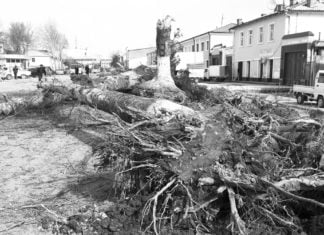 Tag des Waldes ohne Platanen