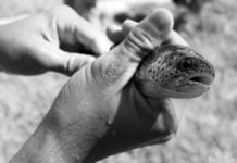 Erste Forellenfarm des unabhängigen Kirgisistans