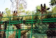 „Zauberwasser” statt Medizin