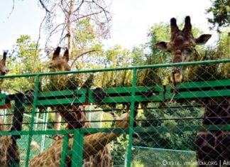 „Zauberwasser” statt Medizin
