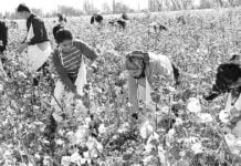 Studenten von Baumwollernte abgezogen