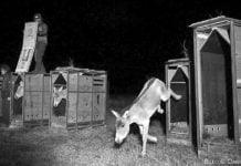 Wildesel fliegen in die Steppe