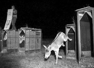 Wildesel fliegen in die Steppe