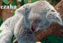 Österreichisch für Anfänger | owezahn