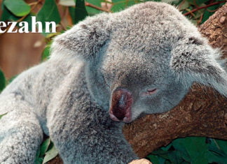 Österreichisch für Anfänger | owezahn