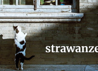 Österreichisch für Anfänger | strawanzen strawanzen