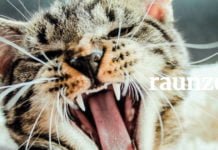 Österreichisch für Anfänger | raunzen raunzen