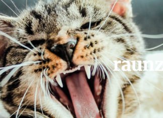 Österreichisch für Anfänger | raunzen raunzen