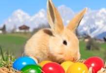 Der Osterhase ist gelb Der Osterhase ist gelb