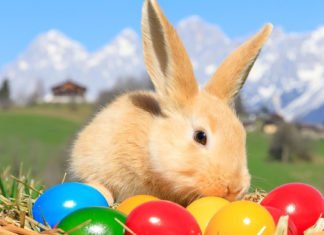 Der Osterhase ist gelb Der Osterhase ist gelb