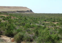 Winterkalte Wüsten von Turan als UNESCO-Welterbestätte nominiert