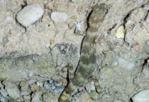 Neue Geckoart in Usbekistan entdeckt