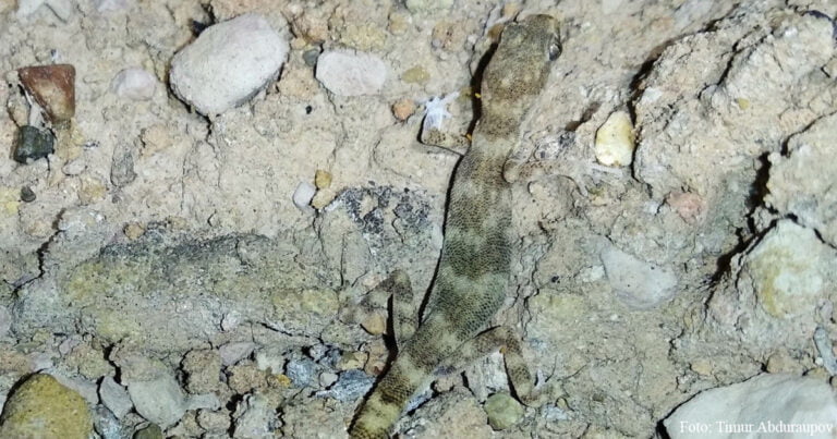Neue Geckoart in Usbekistan entdeckt