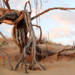 25_Deadwood-saxaul-Bereketli-Garagum_J