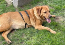 Von den Straßen Almatys in die Wohnzimmer Deutschlands