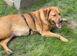 Von den Straßen Almatys in die Wohnzimmer Deutschlands