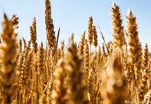 Landwirtschaftliche Offensive Agrarkonferenz