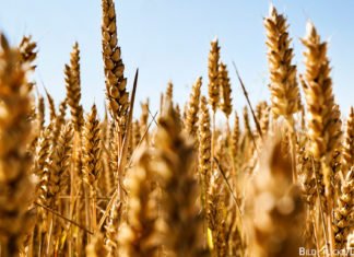 Landwirtschaftliche Offensive Agrarkonferenz