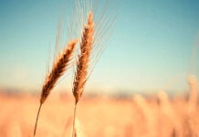 Kasachstan beschränkt Ausfuhr von Weizen und Mehl