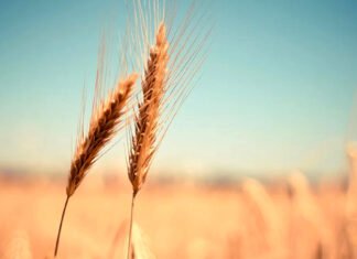 Kasachstan beschränkt Ausfuhr von Weizen und Mehl