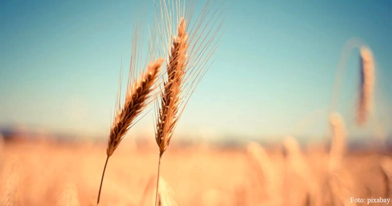 Kasachstan beschränkt Ausfuhr von Weizen und Mehl