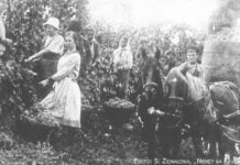 Shamkir hieß früher Annenfeld Weinlese in Helenendorf um 1900.