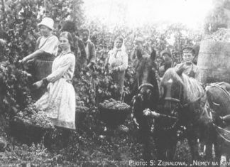 Shamkir hieß früher Annenfeld Weinlese in Helenendorf um 1900.