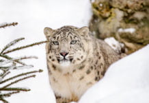 Der Schneeleopard feiert: 20 Jahre „Nur Otan“ Der Schneeleopard ist das Wappentier der Präsidentenpartei “Nur Otan”.