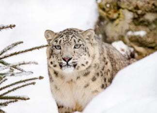 Der Schneeleopard feiert: 20 Jahre „Nur Otan“ Der Schneeleopard ist das Wappentier der Präsidentenpartei “Nur Otan”.