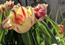 Nauryz kutty bolsyn!