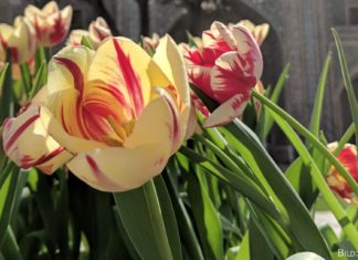 Nauryz kutty bolsyn!