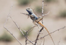 Call for Abstracts – Konferenz zu winterkalten Wüsten in Taschkent