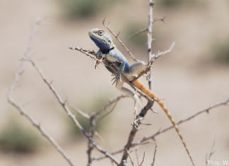 Call for Abstracts – Konferenz zu winterkalten Wüsten in Taschkent