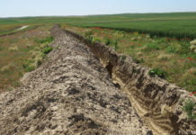 Reptilienfriedhof im Kornfeld