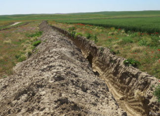 Reptilienfriedhof im Kornfeld
