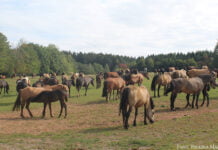 Ein Hauch von Kasachstan mitten im Odenwald Ganz entspannt: Die Pferde haben bei den Zollmanns alles, was sie brauchen.