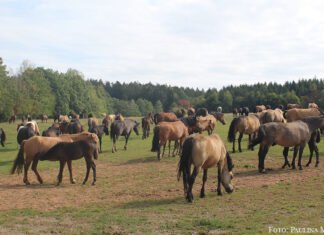 Ein Hauch von Kasachstan mitten im Odenwald Ganz entspannt: Die Pferde haben bei den Zollmanns alles, was sie brauchen.