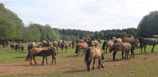 Ganz entspannt: Die Pferde haben bei den Zollmanns alles, was sie brauchen.