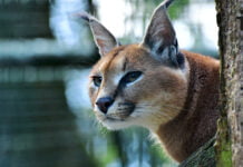 Bedrohte Tier- und Pflanzenarten in Turkmenistan und ihr Schutz