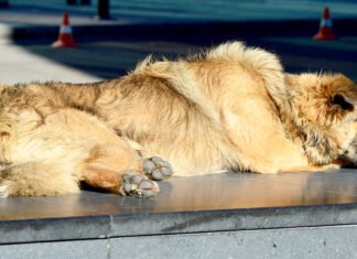 Streuner in Kasachstan