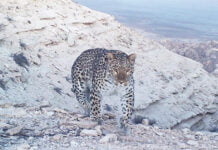 Rote Liste Kasachstans um drei Arten reicher