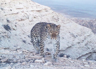 Rote Liste Kasachstans um drei Arten reicher