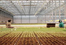 Dem grünen Trend auf der Spur