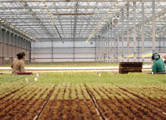 Dem grünen Trend auf der Spur