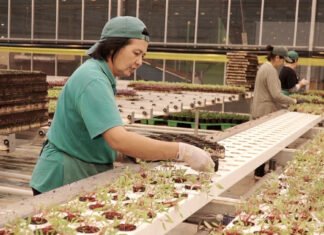 Wie in Großmutters Gemüsegarten